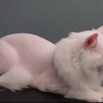 Cat grooming near me.