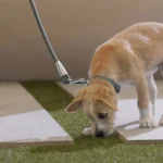Custom Pet Areas Designed for Play, Training, and Potty Needs