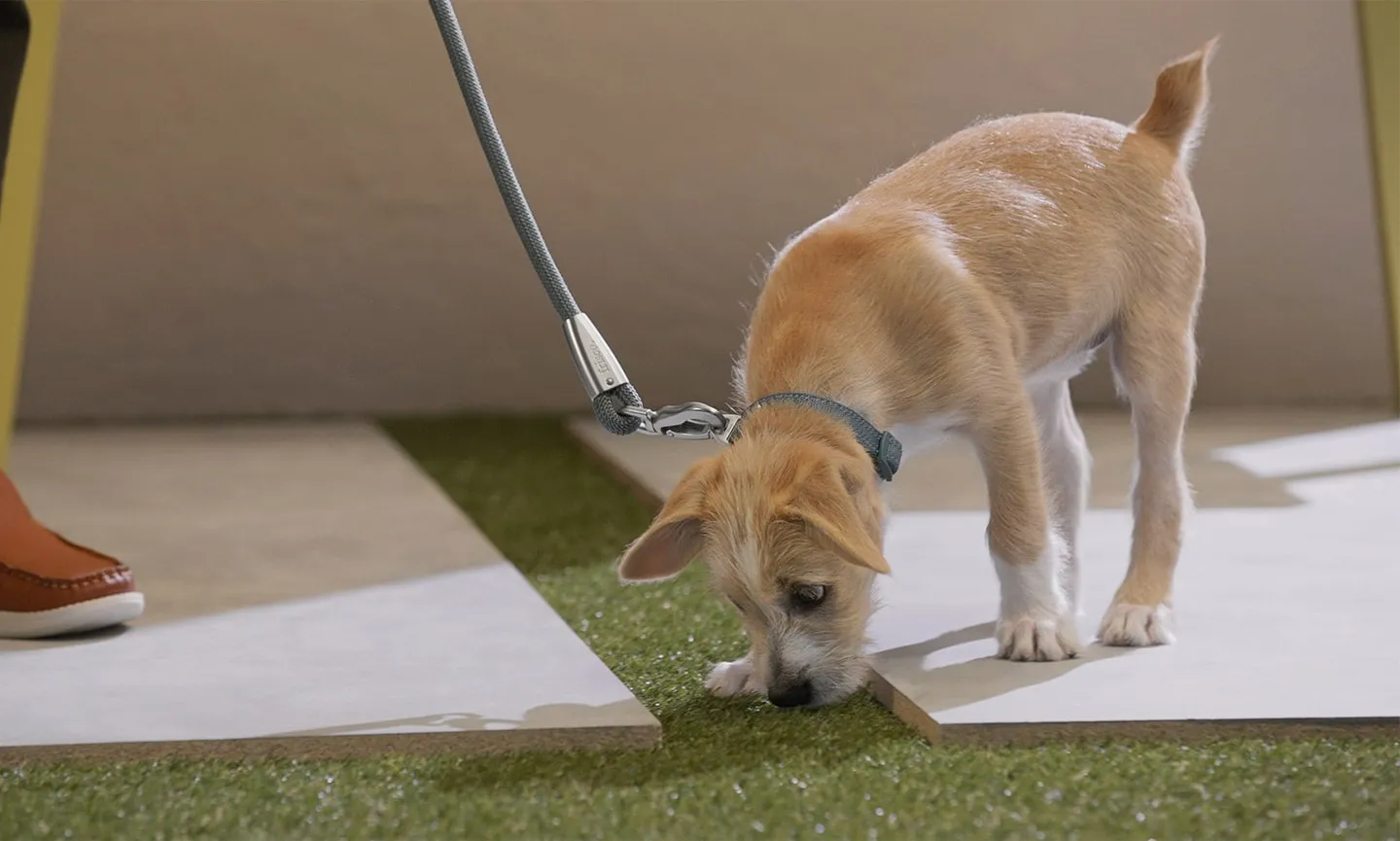 Custom Pet Areas Designed for Play, Training, and Potty Needs