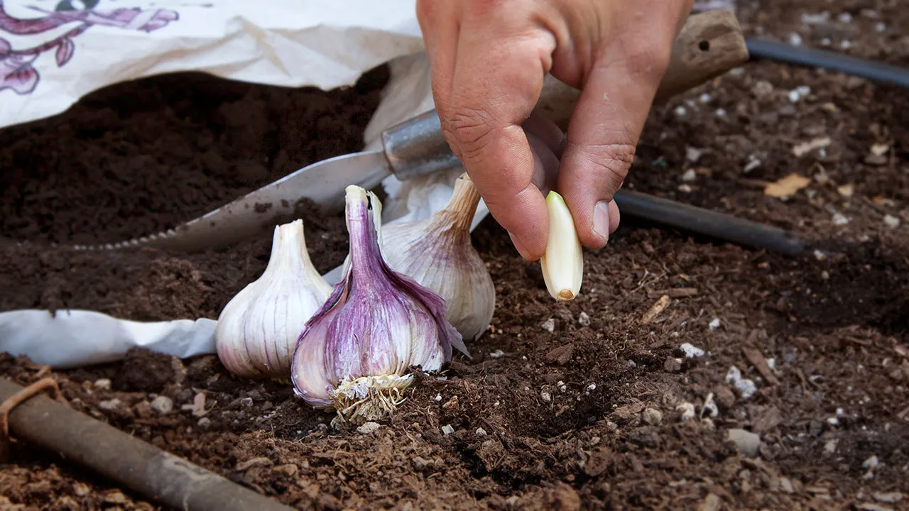 How to Choose High-Quality Garlic: Tips for Picking Fresh Garlic